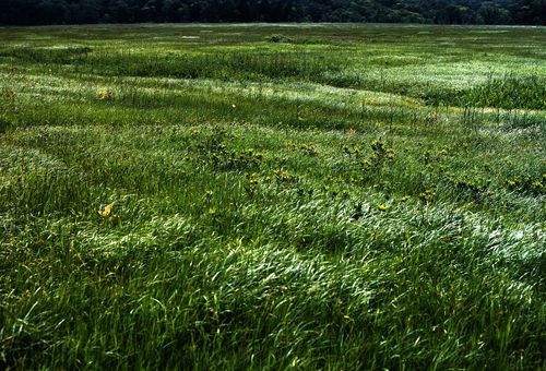 草原を渡る風