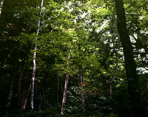 No.16 through choking green