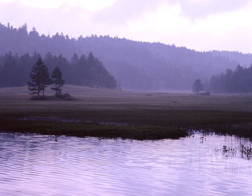 大江湿原の朝
