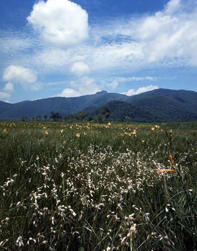 No.22 white egret flower