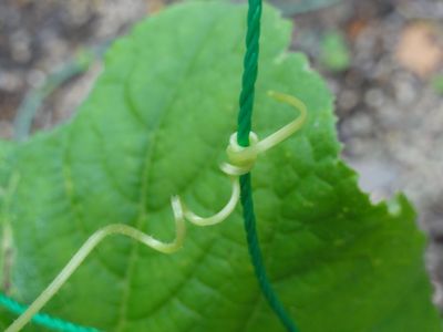 きゅうりのひげ