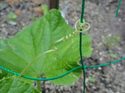 もう少し巻きが進むと