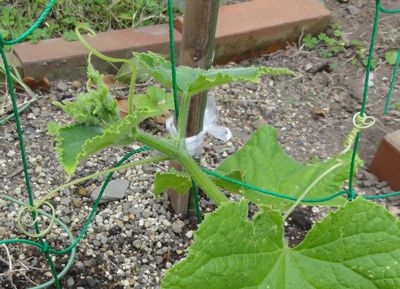 ひげの伸ばし方