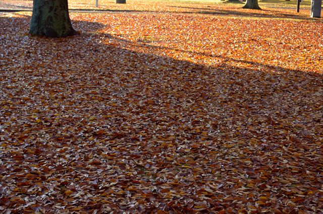 少し前までは枝について青々としていた