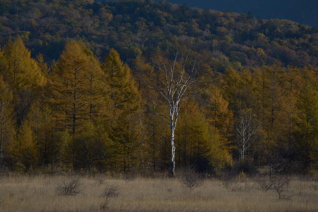 4.貴婦人(300mmで)