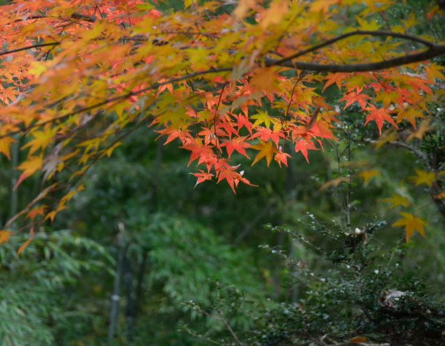 5.もみじ1