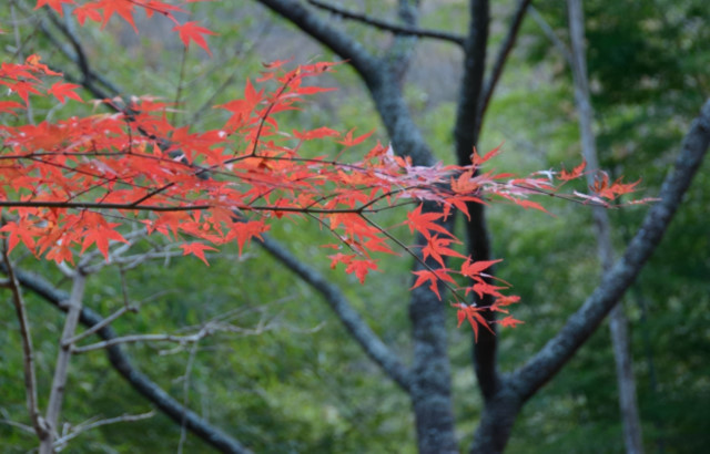 花貫渓谷(茨城県高萩市)