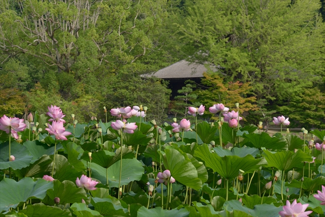 【19】白水阿弥陀堂のハス 